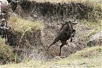 TopRq.com search results: migration of wild animals