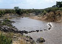 TopRq.com search results: migration of wild animals