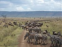 TopRq.com search results: migration of wild animals