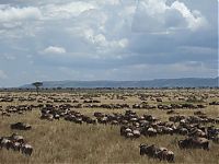 TopRq.com search results: migration of wild animals