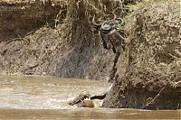 TopRq.com search results: migration of wild animals