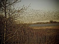 TopRq.com search results: migration of wild animals