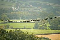 TopRq.com search results: migration of wild animals