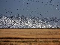 TopRq.com search results: migration of wild animals