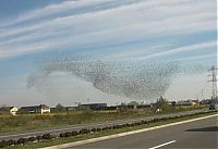 TopRq.com search results: migration of wild animals