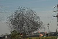 TopRq.com search results: migration of wild animals