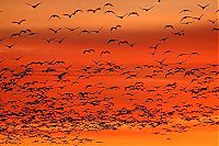 TopRq.com search results: migration of wild animals