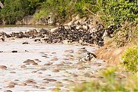 TopRq.com search results: migration of wild animals