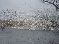TopRq.com search results: migration of wild animals
