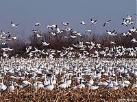 TopRq.com search results: migration of wild animals