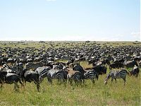 TopRq.com search results: migration of wild animals