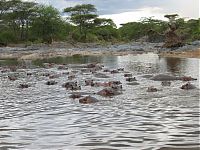 TopRq.com search results: migration of wild animals