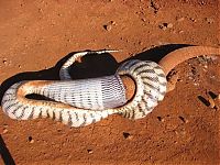 TopRq.com search results: snake eats iguana