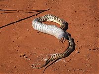 TopRq.com search results: snake eats iguana