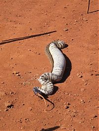 TopRq.com search results: snake eats iguana