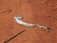 TopRq.com search results: snake eats iguana