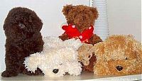 Fauna & Flora: Toy or dog?