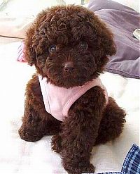 Fauna & Flora: Toy or dog?