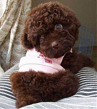 Fauna & Flora: Toy or dog?