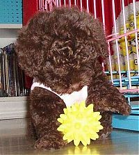 Fauna & Flora: Toy or dog?