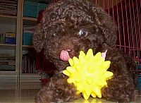 Fauna & Flora: Toy or dog?