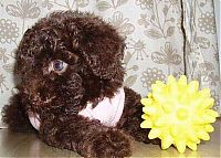 Fauna & Flora: Toy or dog?