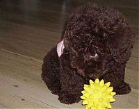 Fauna & Flora: Toy or dog?