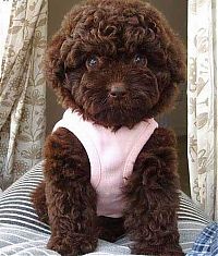 Fauna & Flora: Toy or dog?
