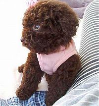 Fauna & Flora: Toy or dog?