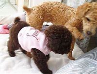Fauna & Flora: Toy or dog?