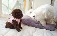 Fauna & Flora: Toy or dog?