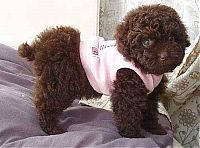 Fauna & Flora: Toy or dog?