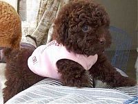 Fauna & Flora: Toy or dog?