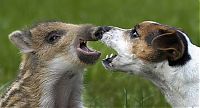 Fauna & Flora: dog and pig