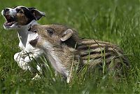 Fauna & Flora: dog and pig