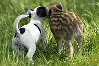 Fauna & Flora: dog and pig