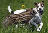Fauna & Flora: dog and pig