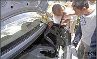 Fauna & Flora: snake in the car