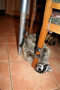 Fauna & Flora: Home raccoon