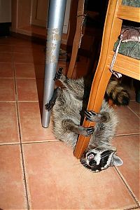 TopRq.com search results: Home raccoon