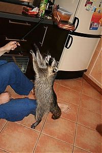 Fauna & Flora: Home raccoon