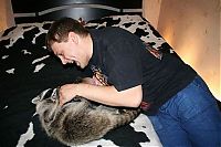 TopRq.com search results: Home raccoon