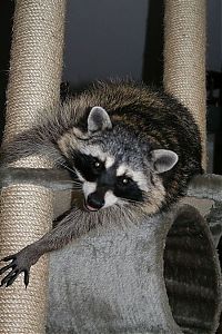 TopRq.com search results: Home raccoon