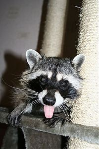 Fauna & Flora: Home raccoon