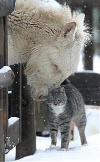 Fauna & Flora: unusual animal friends