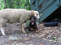 Fauna & Flora: unusual animal friends