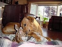 Fauna & Flora: unusual animal friends