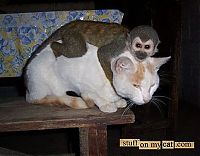 Fauna & Flora: unusual animal friends
