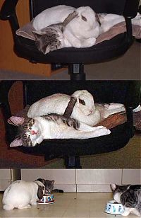Fauna & Flora: unusual animal friends