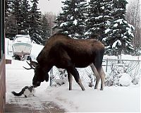 Fauna & Flora: unusual animal friends